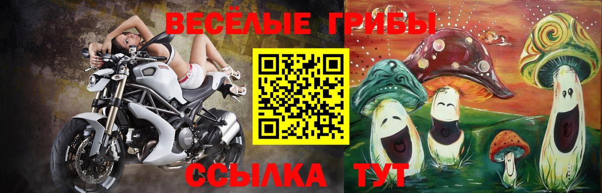 Псилоцибиновые грибы Psilocybine cubensis Гусев